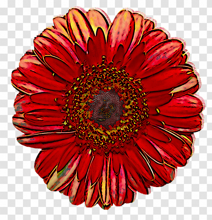 Transvaal Daisy Chrysanthemum Floristry Cut Flowers Dahlia Transparent PNG