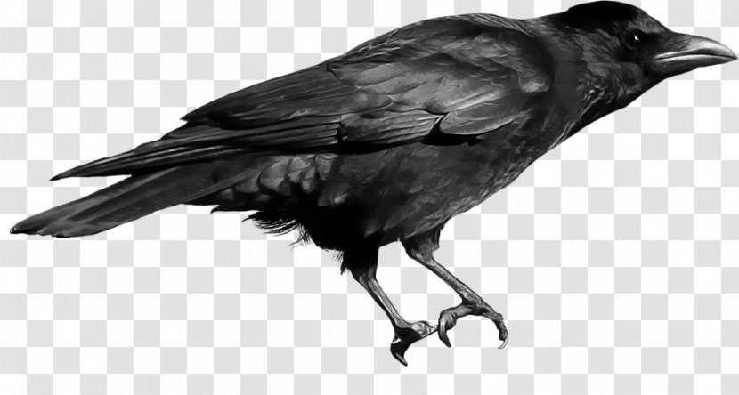 Rook Crow Common Raven Clip Art - Black And White Transparent PNG