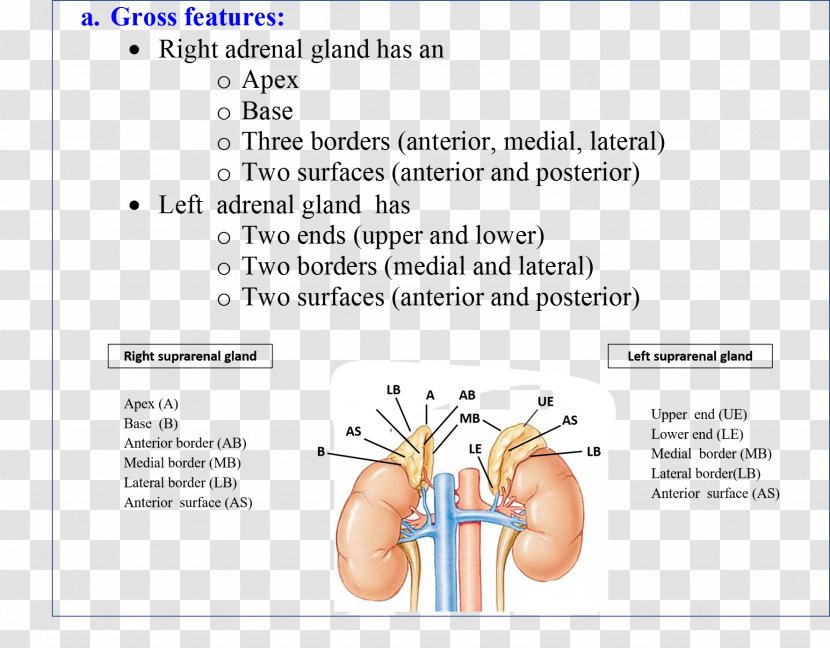 Adrenal Gland Human Anatomy Gross - Watercolor - Flower Transparent PNG