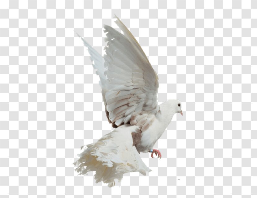 Rock Dove Image Photography White Columbidae - Feather - Pigeons Flying Transparent PNG