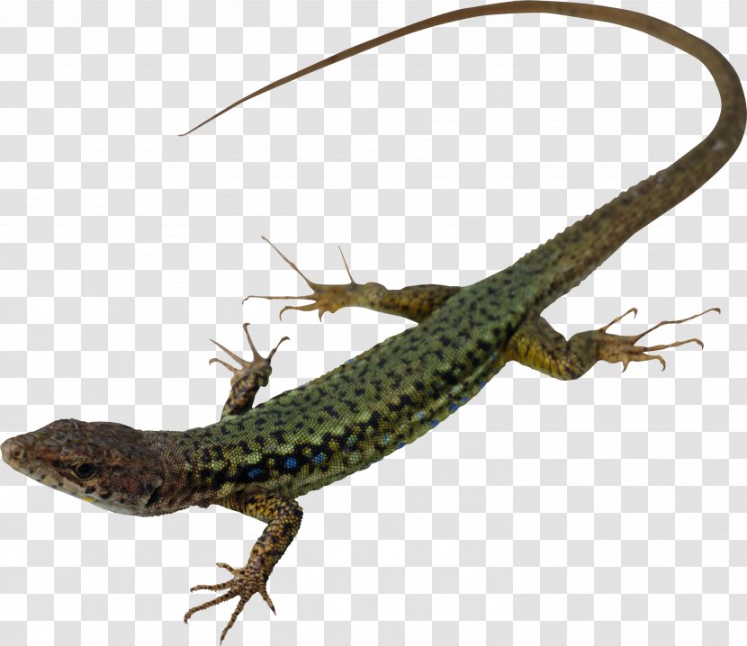 Lizard Chameleons Reptile 1000 Animals - Agamidae Transparent PNG