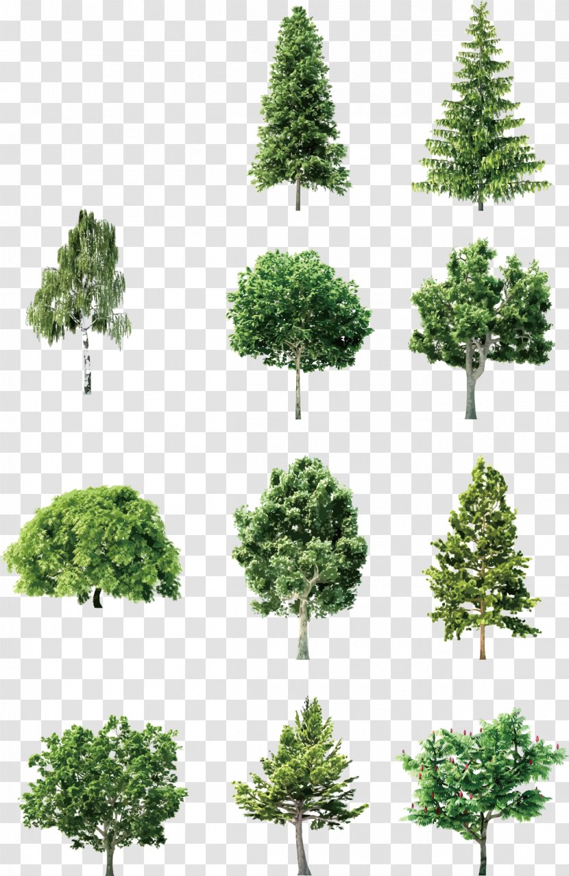 Tree Element Euclidean Vector - Conifer - Hand-painted Trees Transparent PNG