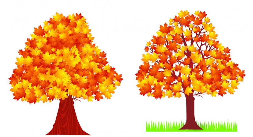 Autumn Leaf Image Deciduous Tree Transparent PNG