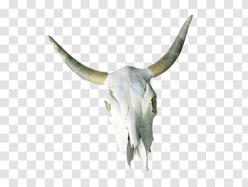 Cattle Skull Horn Bone - Grass - Bison Transparent PNG