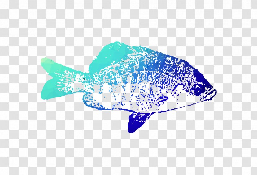 Marine Biology Mammal Font Turquoise - Fish Transparent PNG