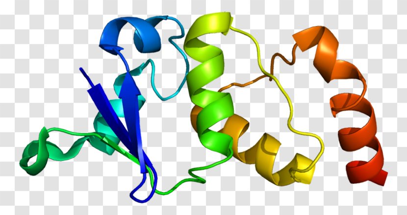 KCND2 Voltage-gated Potassium Channel Cardiac Transient Outward Current Protein Ion - Antibody - Genome Transparent PNG