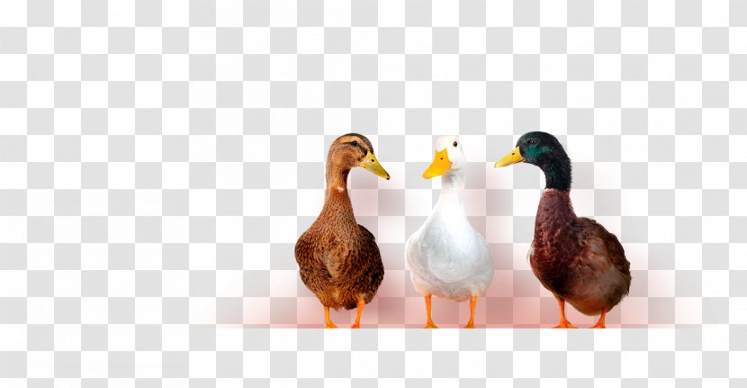 Duck Goose Internal Communications Information - Ducks In A Row Transparent PNG