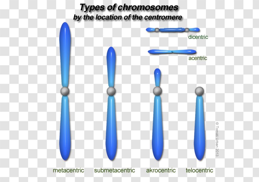 Chromosome Human Genome Haploid Cell Karyotype Haploidi - Add Transparent PNG