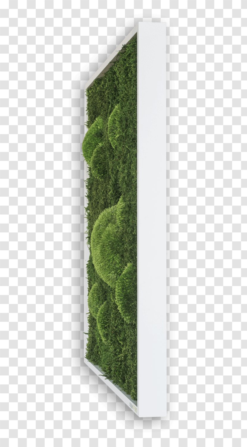 Green Grass Background - Shrub - Nonvascular Land Plant Transparent PNG