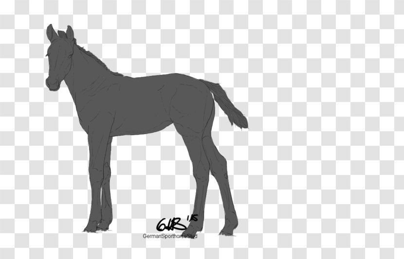 Mule Foal Stallion Mustang Boulonnais Horse - Black And White Transparent PNG