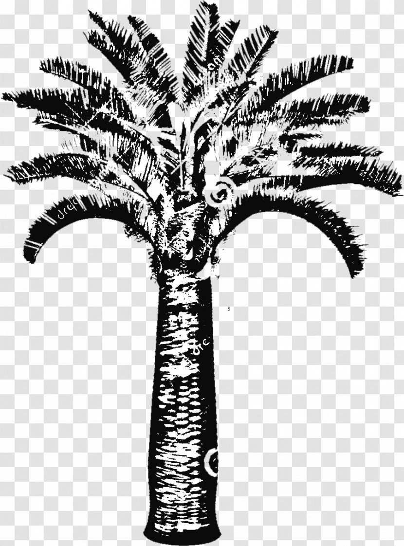 Date Palm Arecaceae Trachycarpus Fortunei Brahea Armata Chamaerops - Tree Transparent PNG