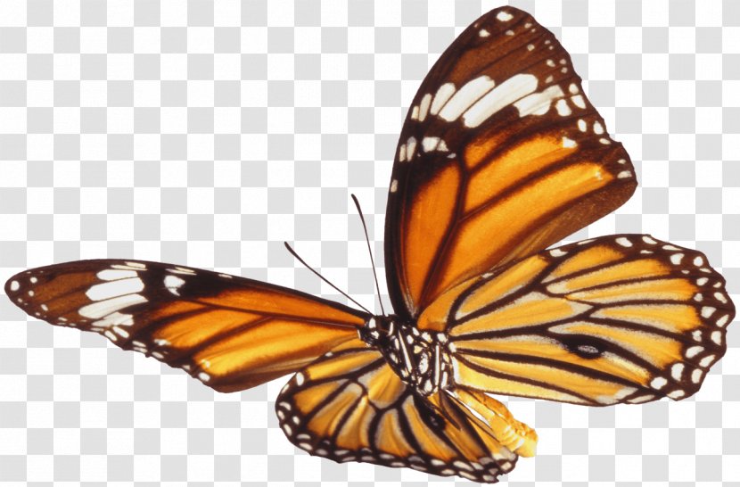 Fly - Moths And Butterflies - Monarch Butterfly Transparent PNG
