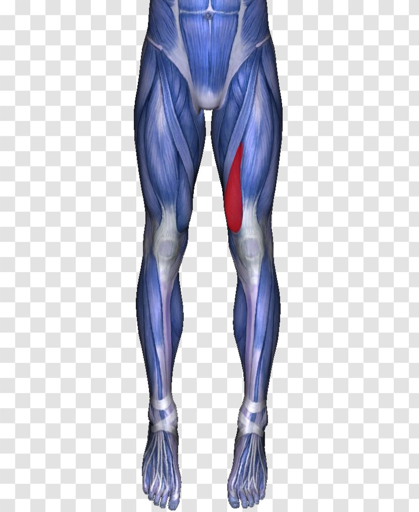 Adductor Longus Muscle Muscles Of The Hip Magnus Gracilis Ache - Heart - Skeletal Transparent PNG