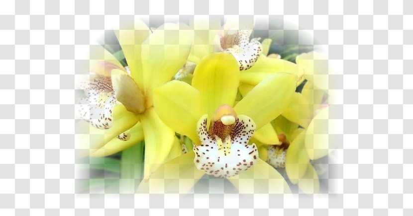 Orchids Dog Flower Quotation Idea - Label Floral Pattern Material Transparent PNG