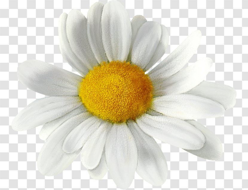 Common Daisy Oxeye Family Chrysanthemum Transparent PNG