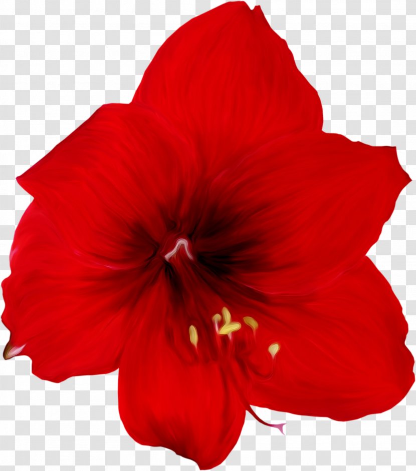 Lily Flower Cartoon - Rosemallows - Mallow Family Amaryllis Belladonna Transparent PNG