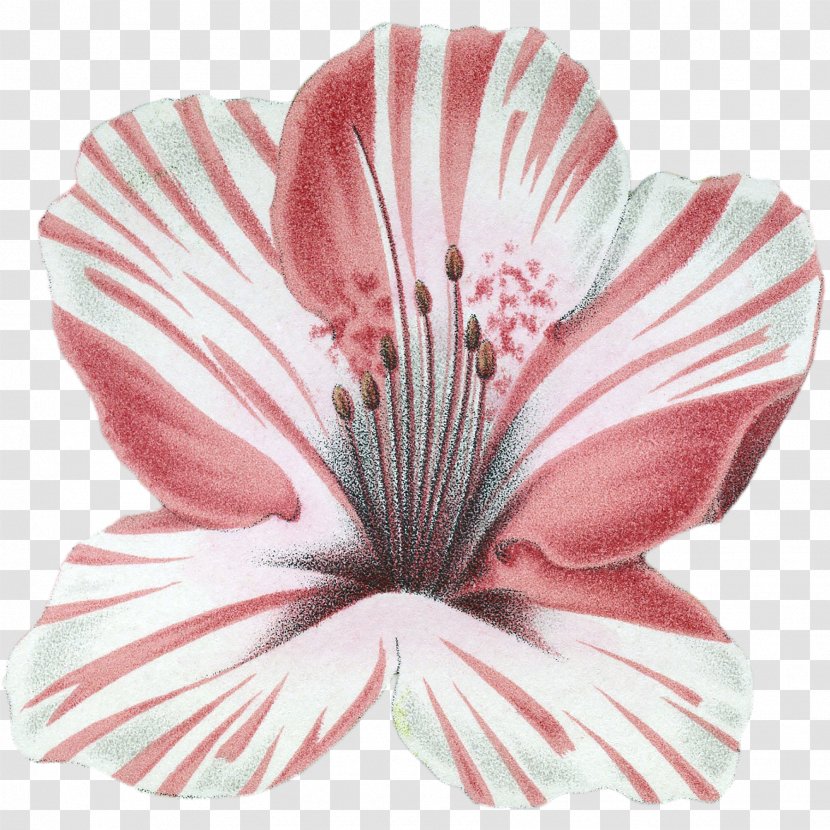 Cut Flowers - Flower - Azalea Button Transparent PNG