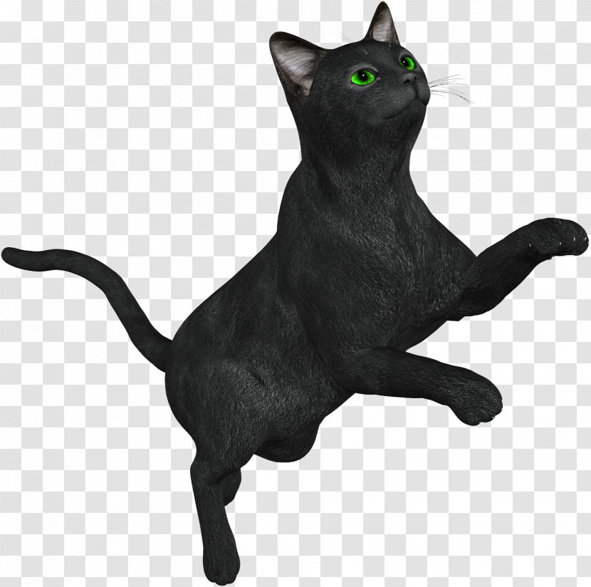 Bombay Cat Korat Burmese Kitten Carnivora - Animal - Black Transparent PNG