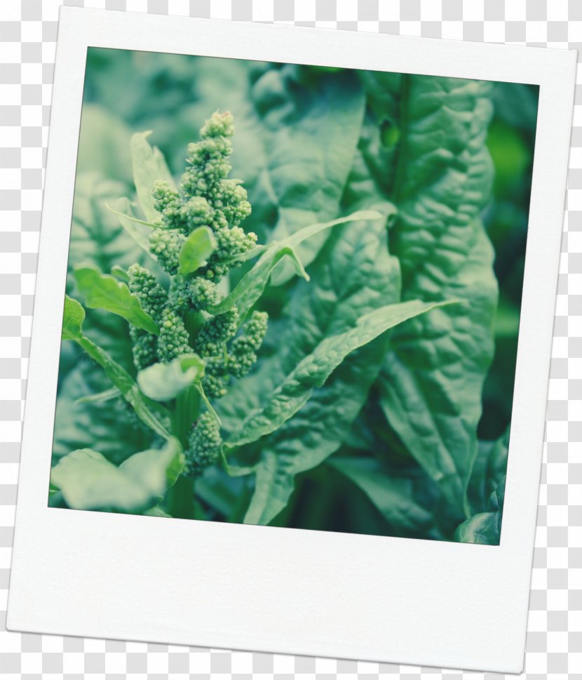 Leaf Vegetable Spinach Kale Vitamin Transparent PNG