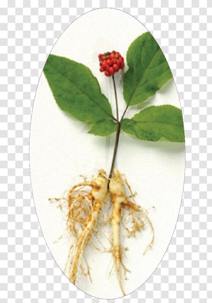 Asian Ginseng Dietary Supplement Herb Siberian - Plant - Health Transparent PNG