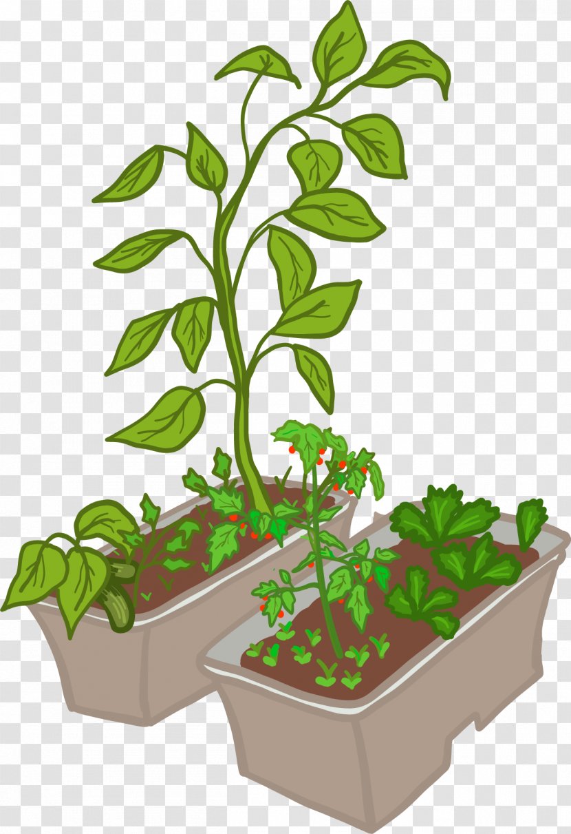 Teacher Houseplant Leaf Student Learning - Plant - Indowindow Small Grow Box Transparent PNG