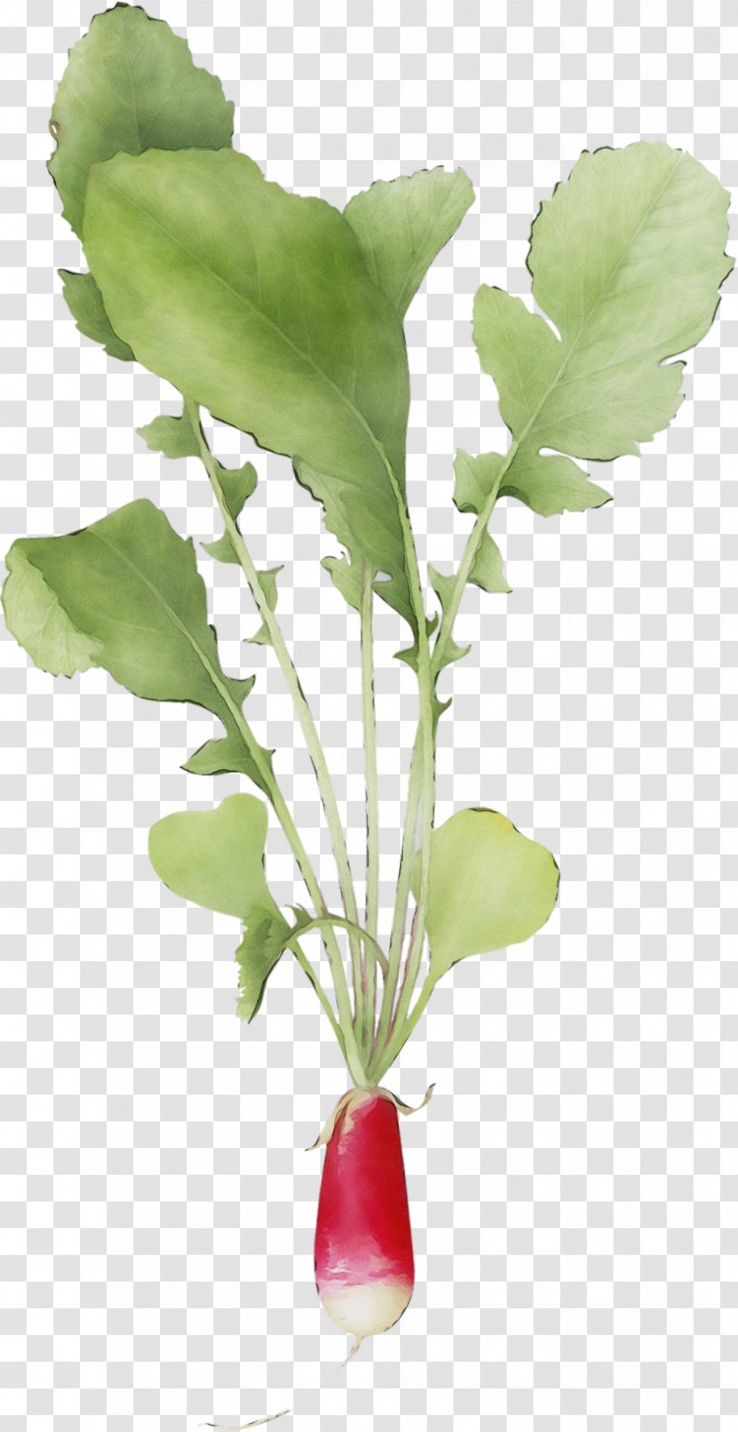 Flower Plant Flowering Leaf Radish - Flowerpot Anthurium Transparent PNG