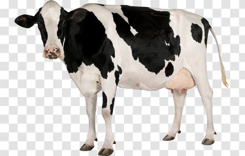 Holstein Friesian Cattle Calf Stock Photography Dairy - Bull Transparent PNG