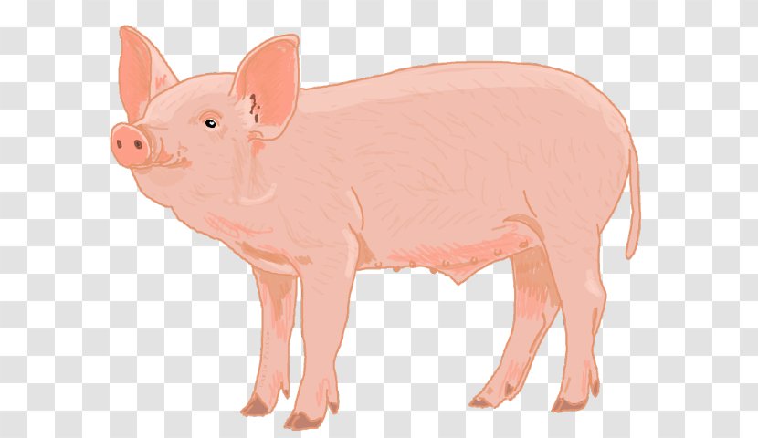 Pink Suidae Animal Figure Snout Livestock - Fawn Transparent PNG