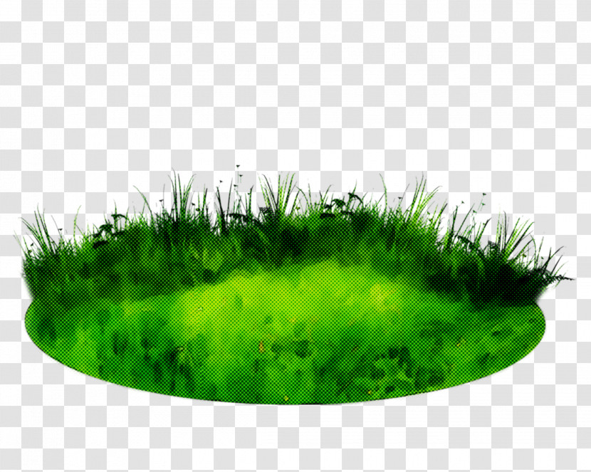 Green Grass Grass Family Plant Moss Transparent PNG