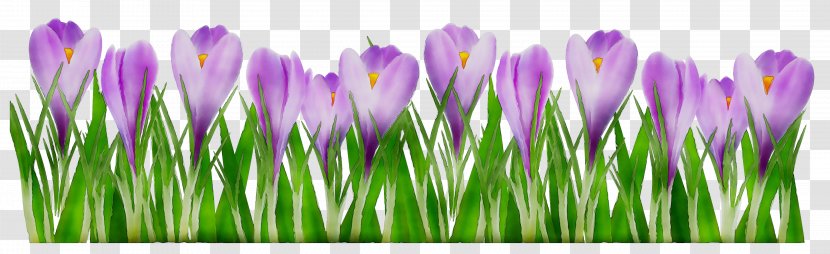 Crocus Desktop Wallpaper Purple Computer Grasses - Violet - Flower Transparent PNG