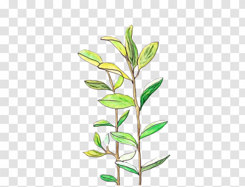 Plant Flower Leaf Branch Stem - Twig - Hypericum Pedicel Transparent PNG