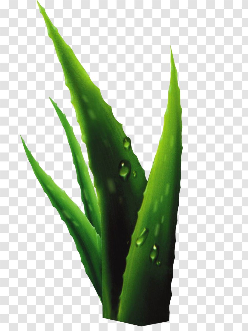 Aloe Plant Drop Transparent PNG