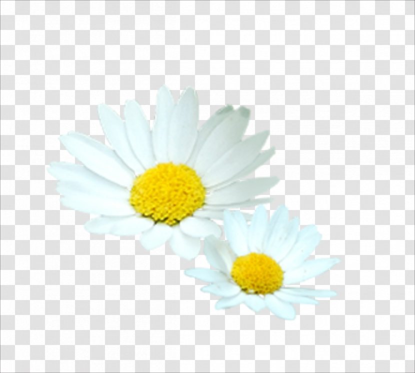 Flower White Euclidean Vector - Daisy Family - Chrysanthemum Transparent PNG
