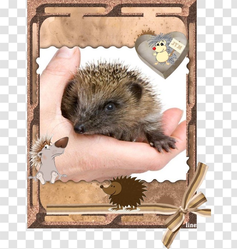 Domesticated Hedgehog Computer Mouse Porcupine Fauna - Fur Transparent PNG