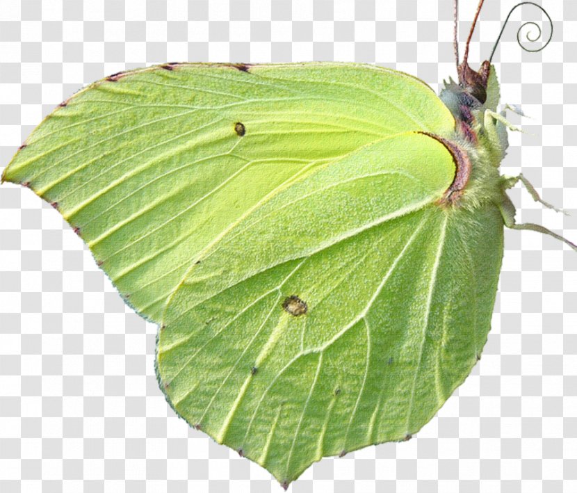 Butterfly Mimicry Stock Photography Animal - Moths And Butterflies Transparent PNG