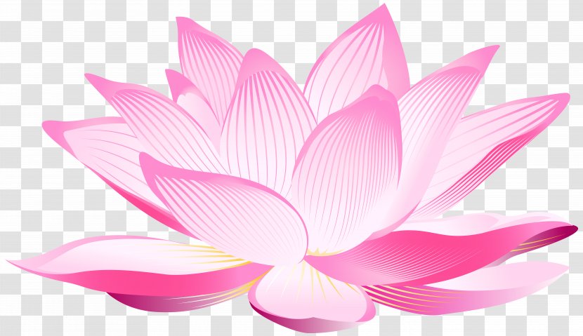 Nelumbo Nucifera Pink Petal Wallpaper - Sacred Lotus - Flower Clip Art Image Transparent PNG