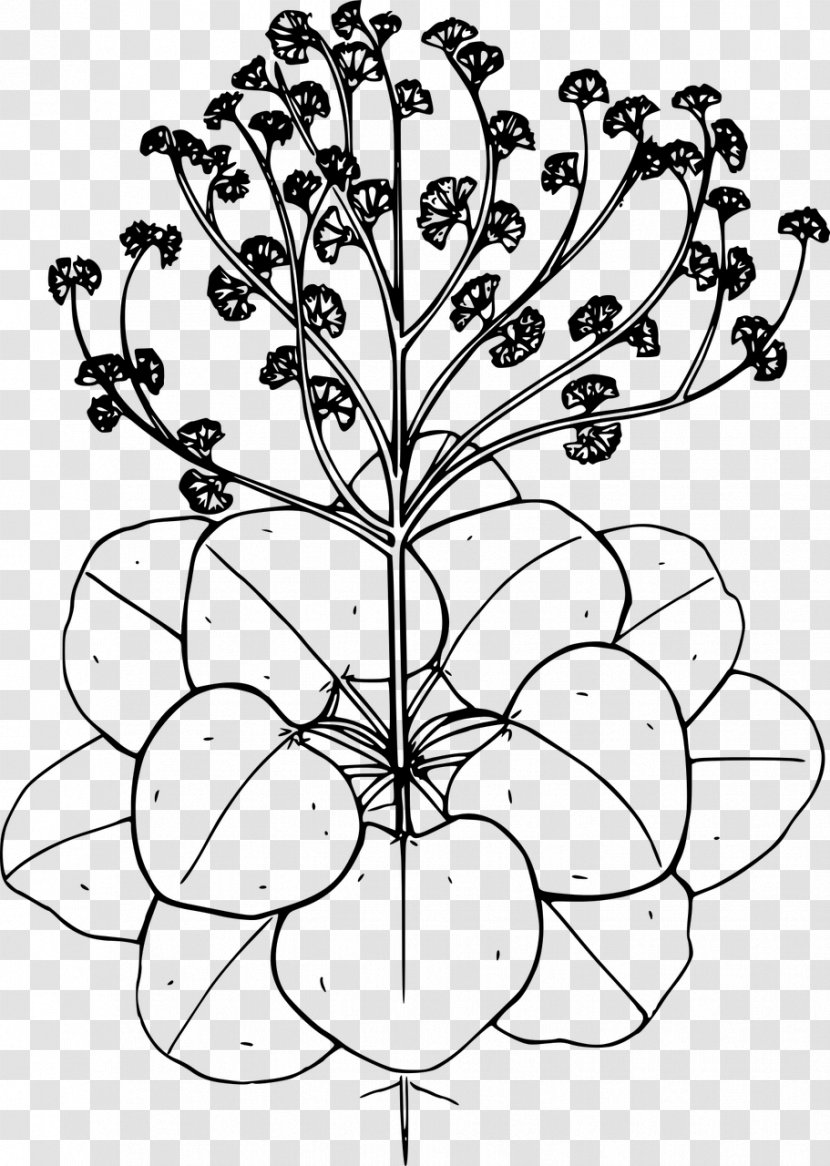 Drawing Flower Line Art Clip - Wildflower - Wild Transparent PNG