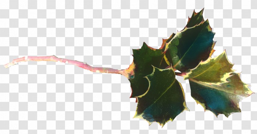 Holly Leaf - Twig - Tree Transparent PNG