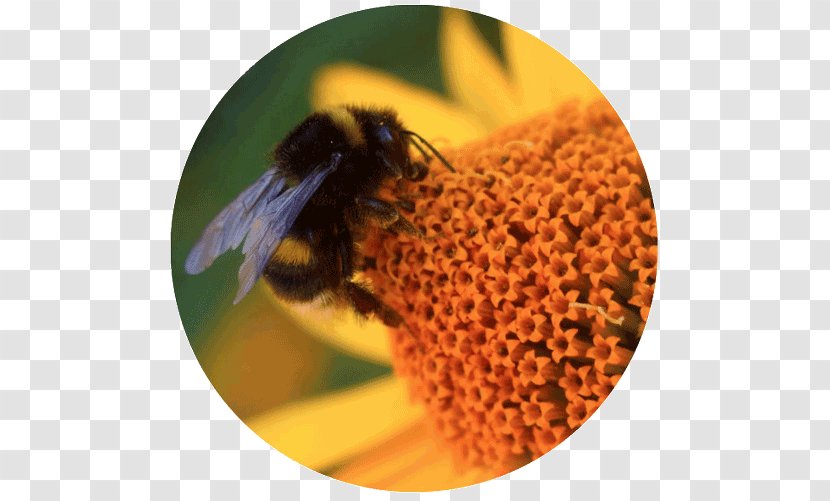 Honey Bee Bumblebee Insect Pollinator Transparent PNG