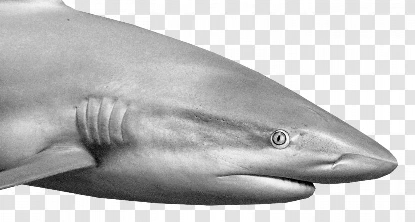 Tiger Shark Great White Tucuxi White-beaked Dolphin Squaliform Sharks - Monochrome Photography Transparent PNG
