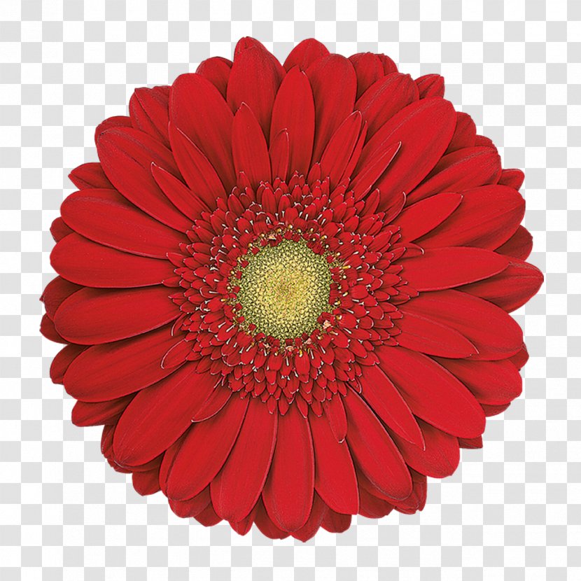 Transvaal Daisy Cut Flowers Common Red - Green - Gerbera Transparent PNG