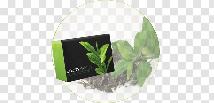 Matcha Herbalism Green Tea Web Page - Plant Transparent PNG