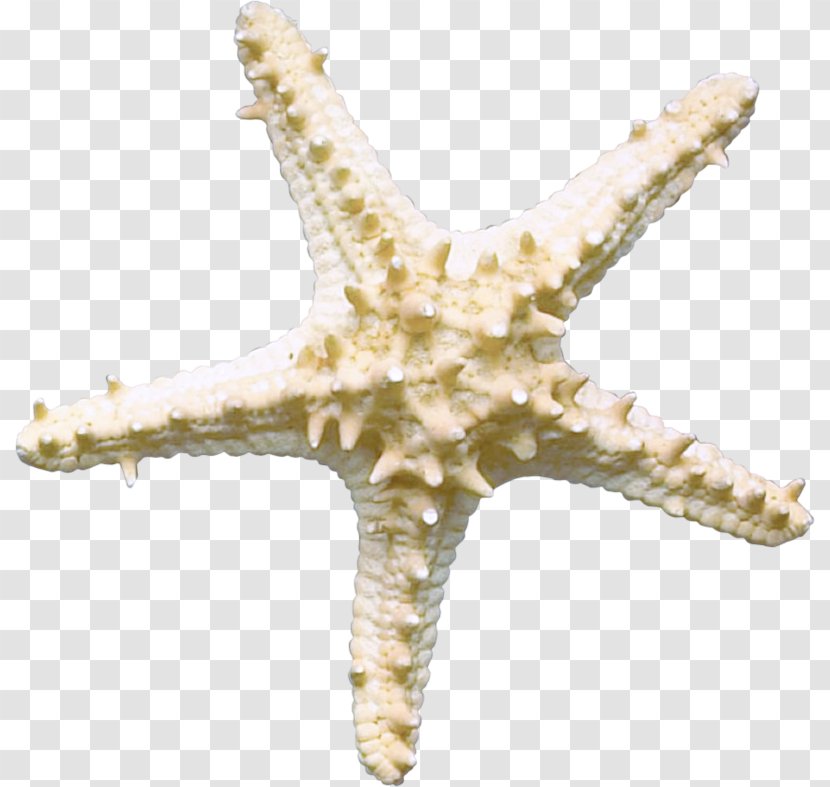 Starfish Sea Underwater Organism Transparent PNG