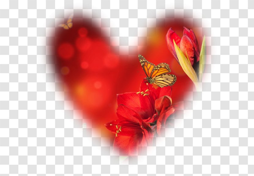 Desktop Wallpaper Valentine's Day Photography - Adoption - Coler Transparent PNG