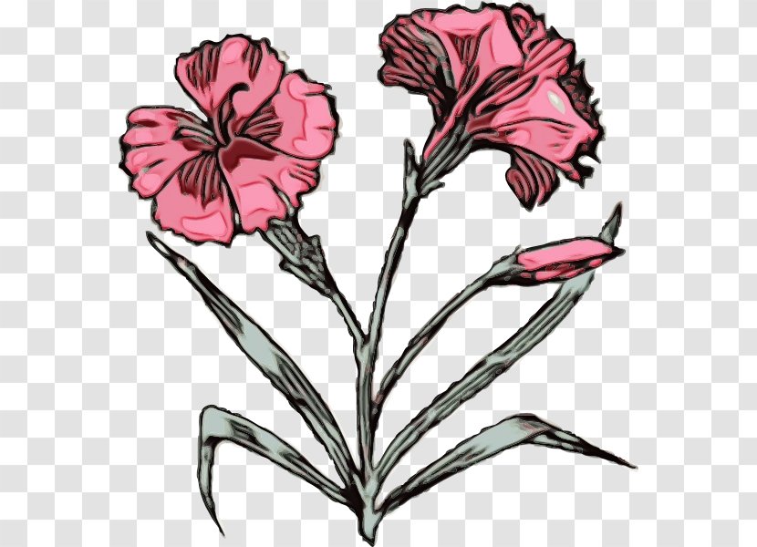 Flower Flowering Plant Petal Pink - Pedicel Transparent PNG