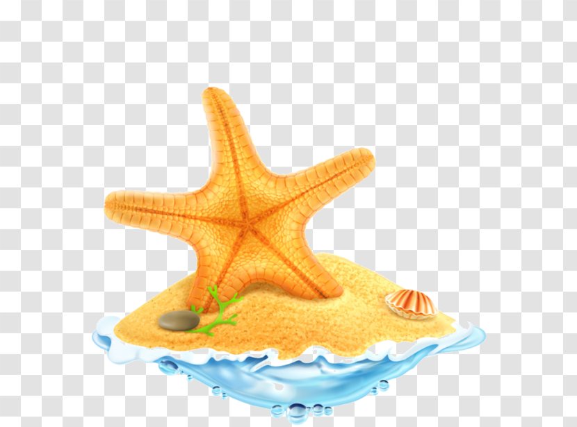 Seashell Starfish - Coquillage Transparent PNG