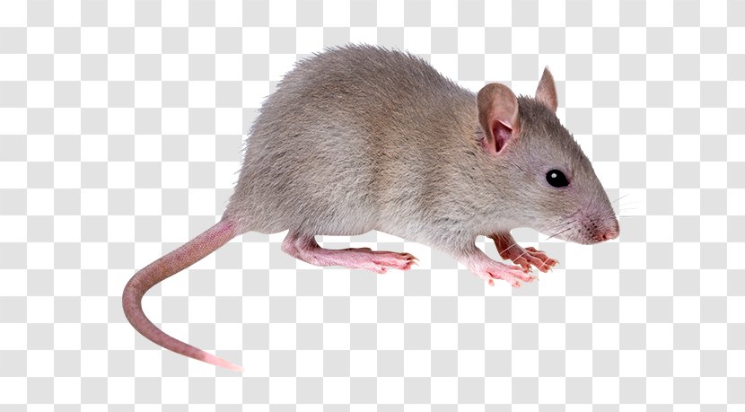 Brown Rat Mouse Rodent Black Fancy - Lovely Blue Transparent PNG