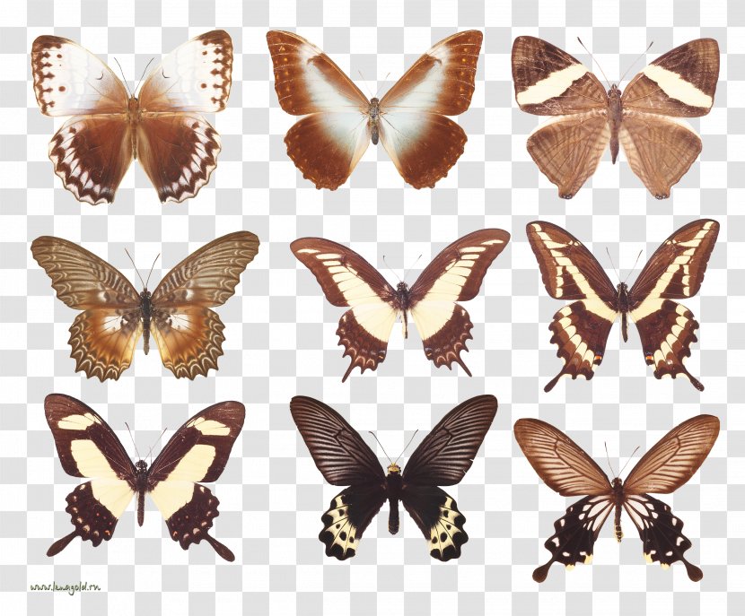 Brush-footed Butterflies Butterfly Moth Insect Wing - Species Transparent PNG