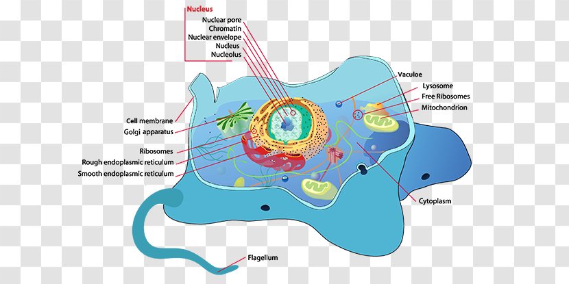 Plant Cell Flagellum Cèl·lula Animal - Cartoon Transparent PNG