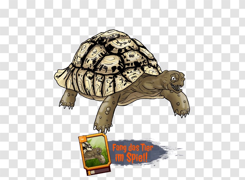 Box Turtles &Co. The Originals Tortoise Fauna - Co - Pond Transparent PNG